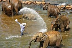 Sri Lanka - Kalpitiya Windsurf and Kitesurf Holidays. Cultural and Elephant Tour.